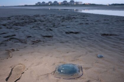 jellyfish, nuclear power plant, EDF, Gravelines, climate change