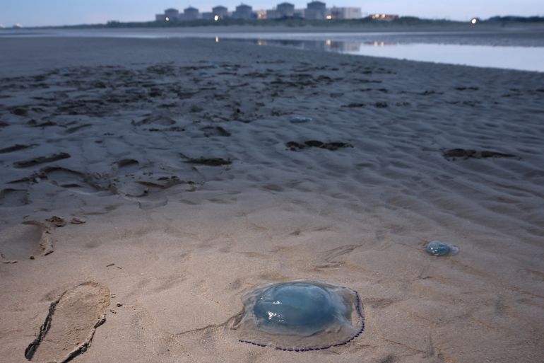 jellyfish, nuclear power plant, EDF, Gravelines, climate change