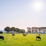 herd of dairy cattles on field