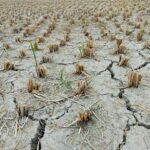 a large field of dead plants in the middle of the day