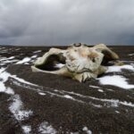 a cow skull laying on top of snow covered ground