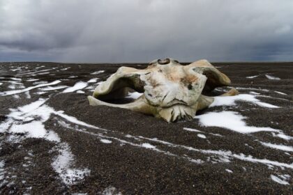 a cow skull laying on top of snow covered ground