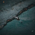 a duck swimming in a pond