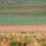 a lone giraffe standing in the middle of a field