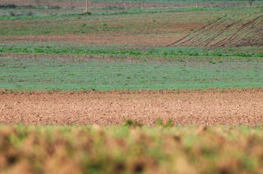 a lone giraffe standing in the middle of a field