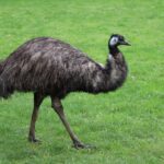 An emu stands in a grassy field.