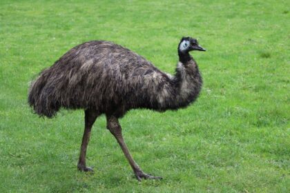 An emu stands in a grassy field.