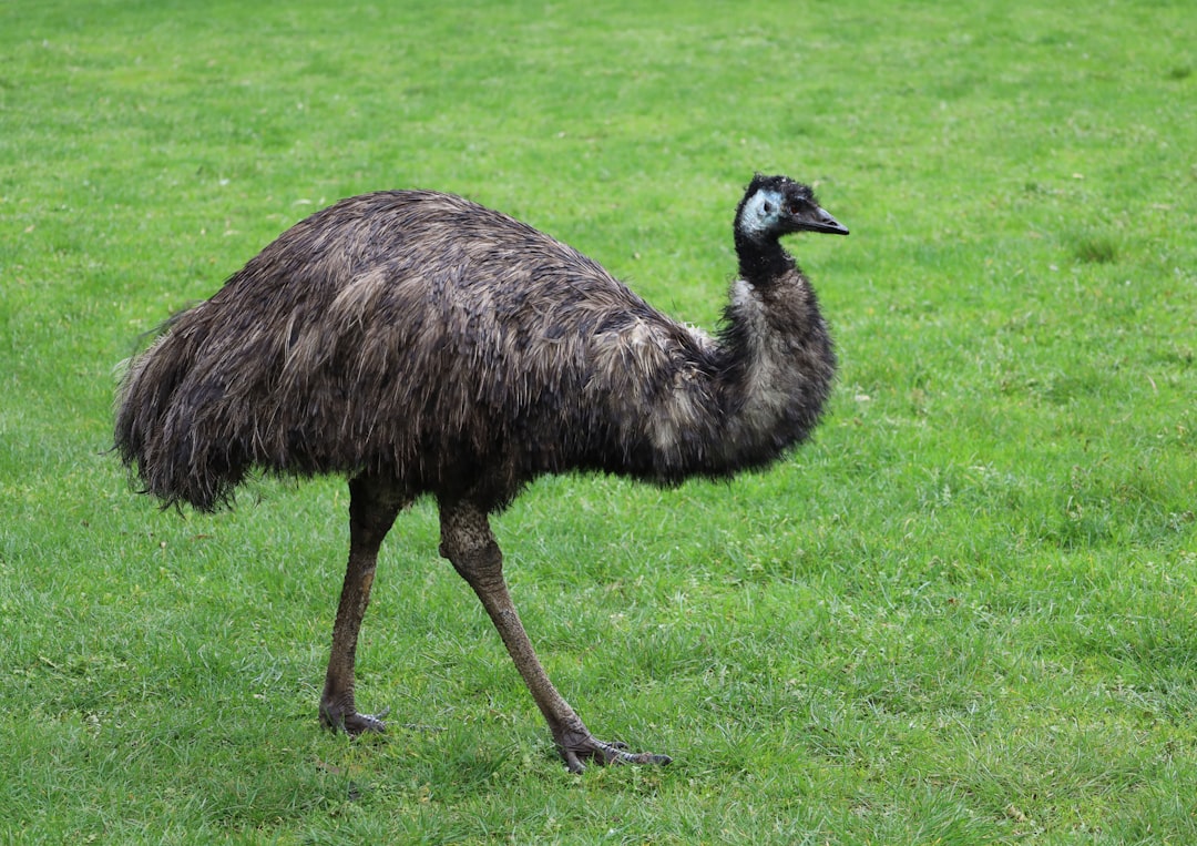 An emu stands in a grassy field.