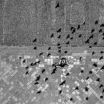 Flock of birds flying over a field