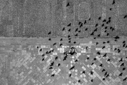 Flock of birds flying over a field
