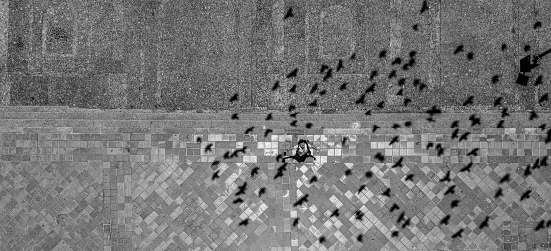 Flock of birds flying over a field